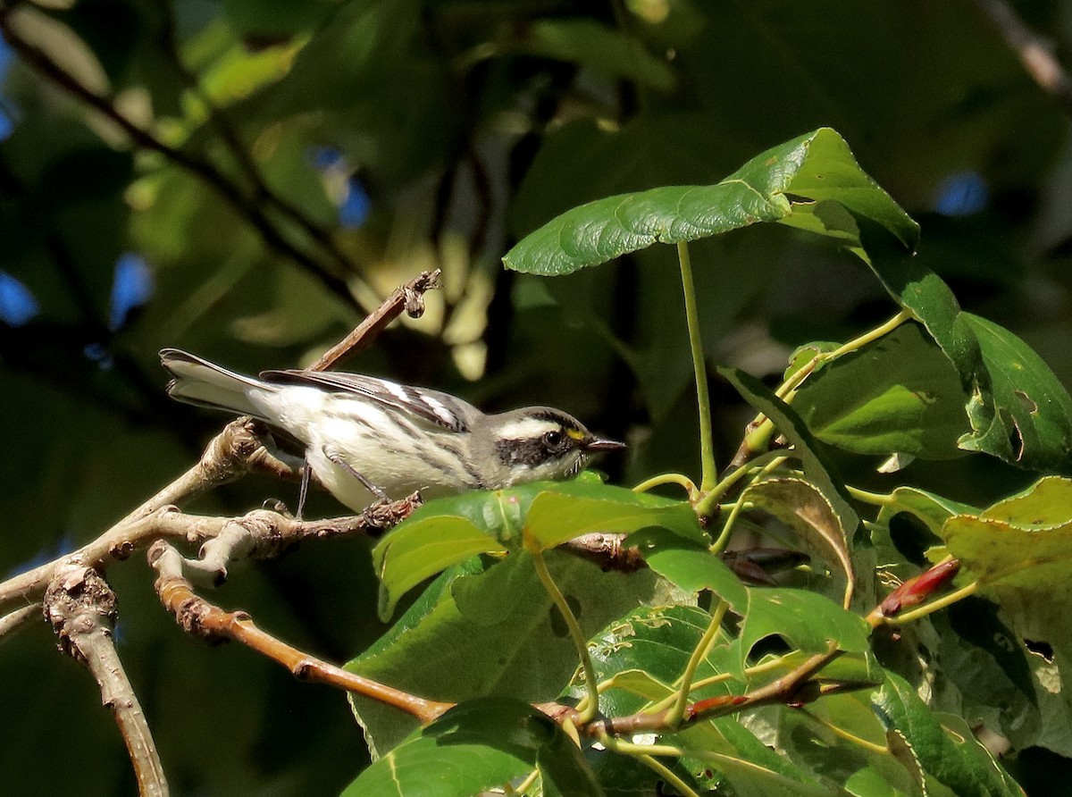 Black-throated Gray Warbler - David and Regan Goodyear