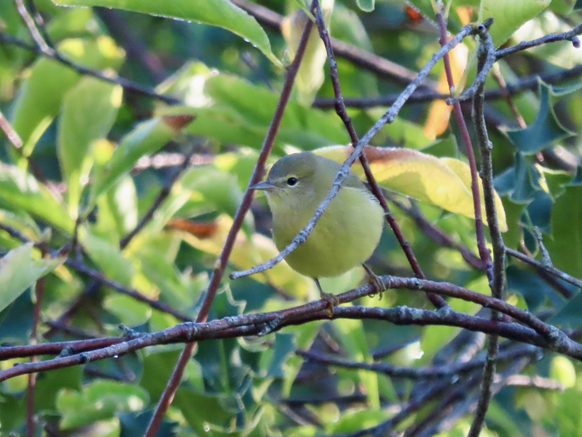 Orange-crowned Warbler - ML623650875