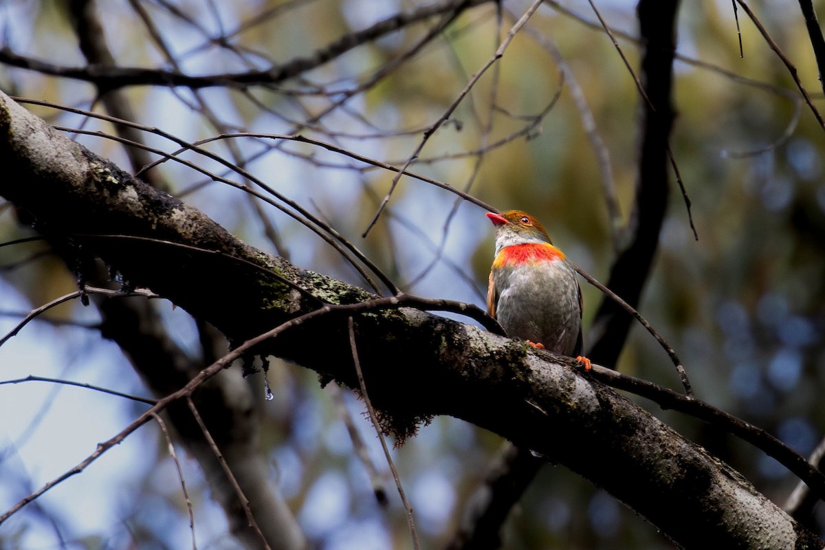 Red-banded Fruiteater - ML623650912