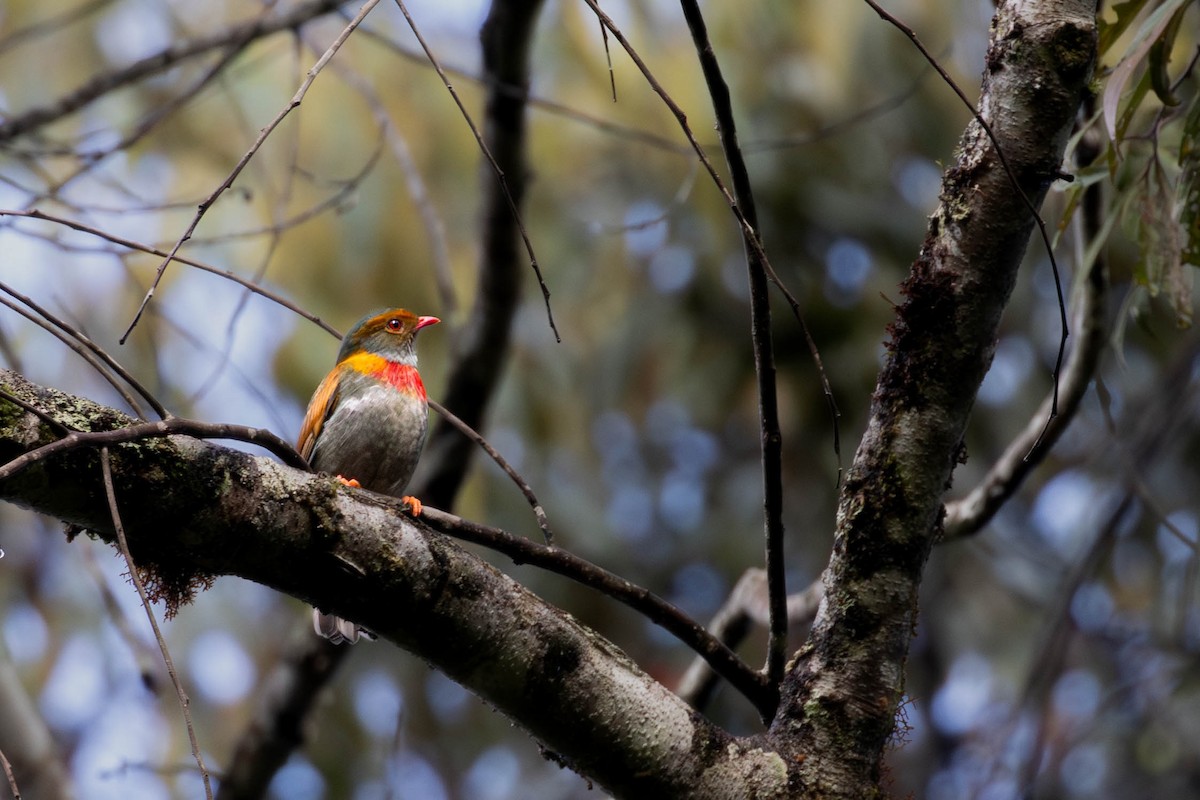 Red-banded Fruiteater - ML623650915