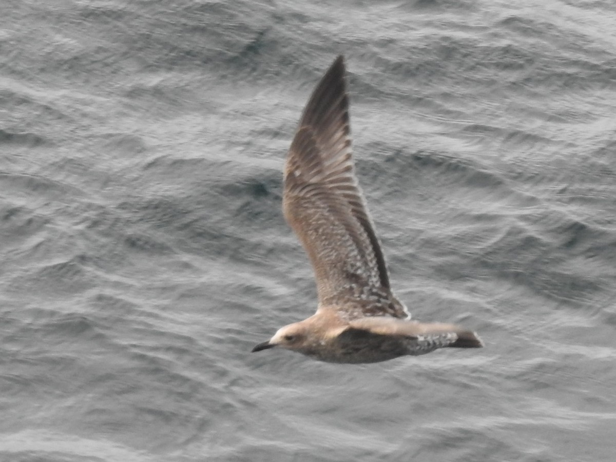 Great Black-backed Gull - ML623650940