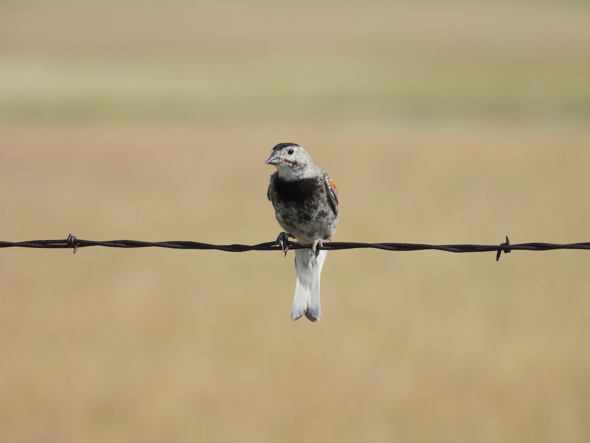 Thick-billed Longspur - ML623650951