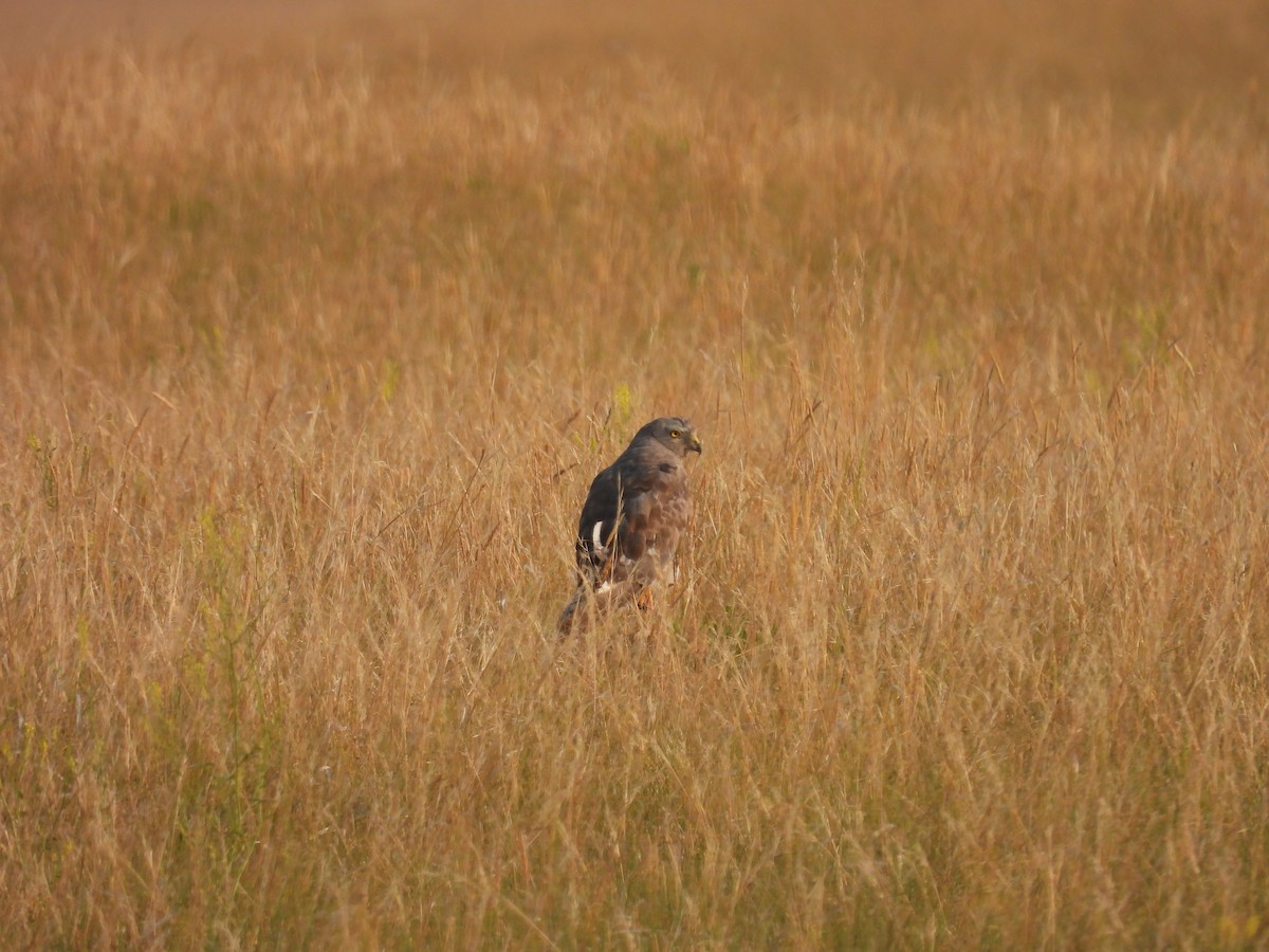 Northern Harrier - ML623651022