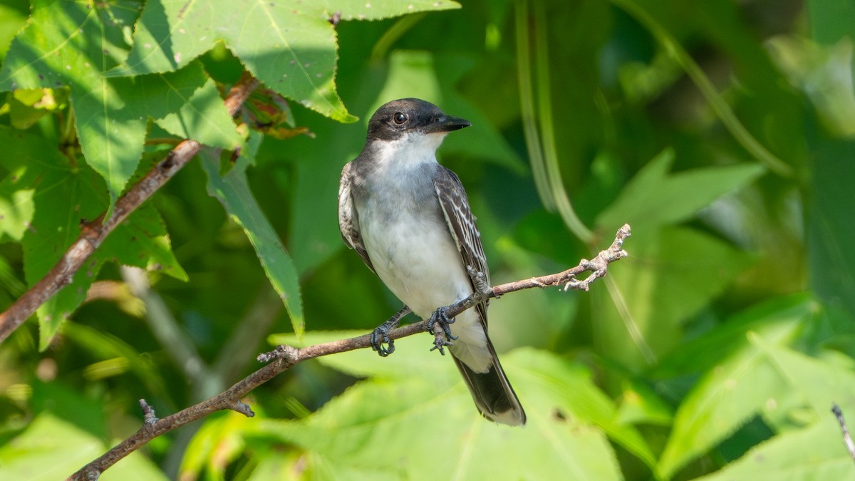 Eastern Kingbird - ML623651028