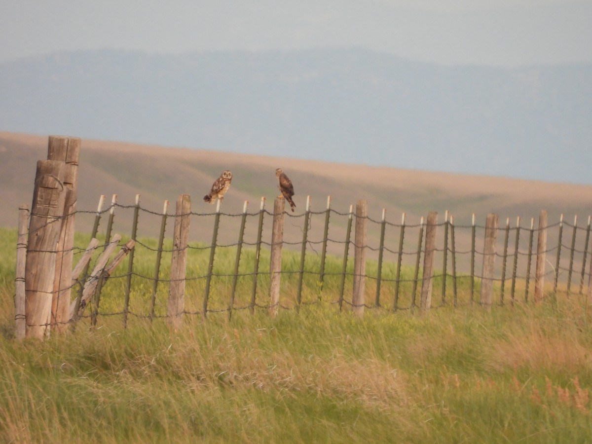 Short-eared Owl - ML623651029