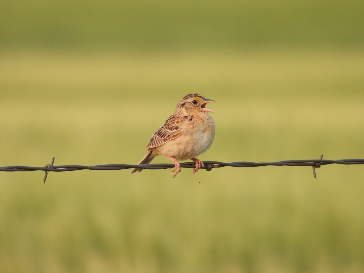 Grasshopper Sparrow - ML623651038