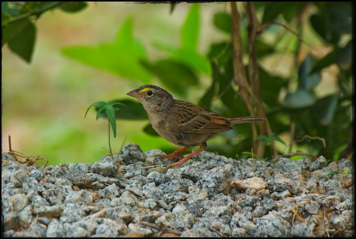 Grassland Sparrow - ML623651043