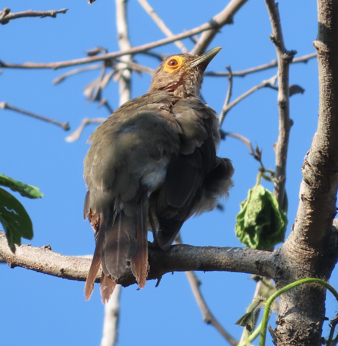 Spectacled Thrush - ML623651051