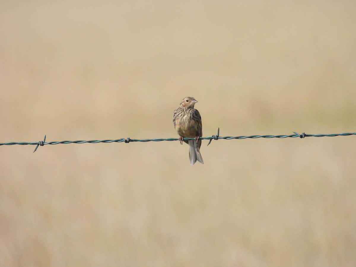 Chestnut-collared Longspur - ML623651100