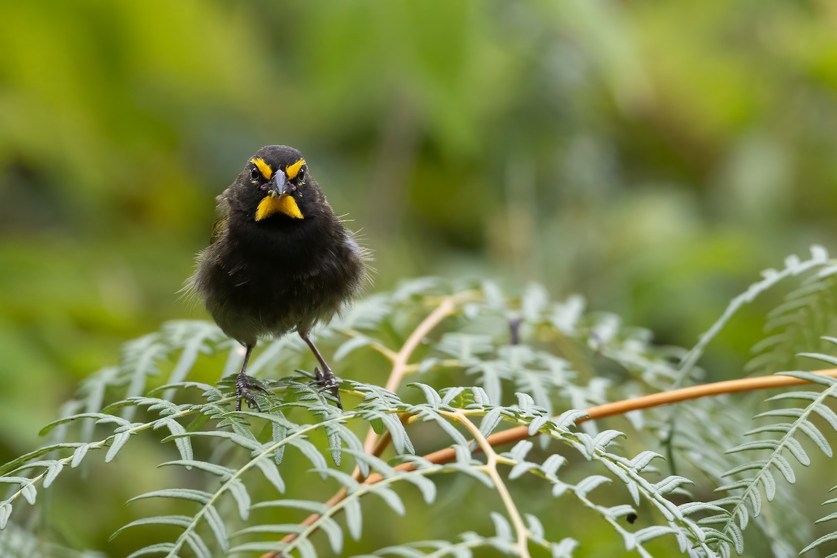 Yellow-faced Grassquit - ML623651108