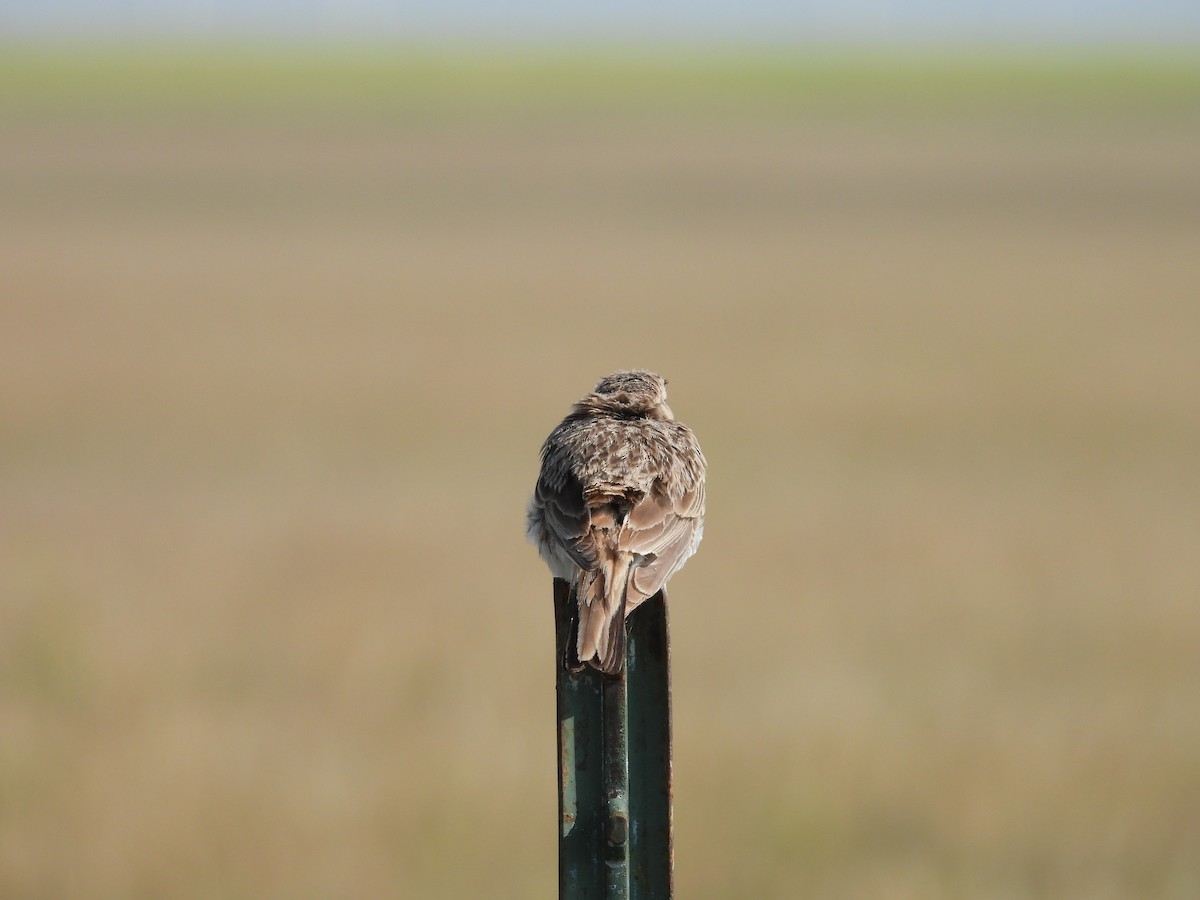 Horned Lark - ML623651110