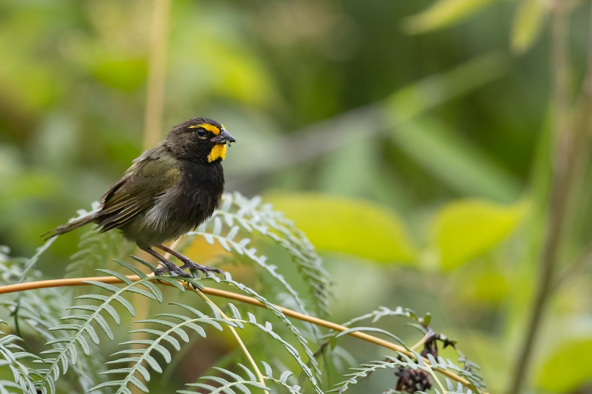 Yellow-faced Grassquit - ML623651111
