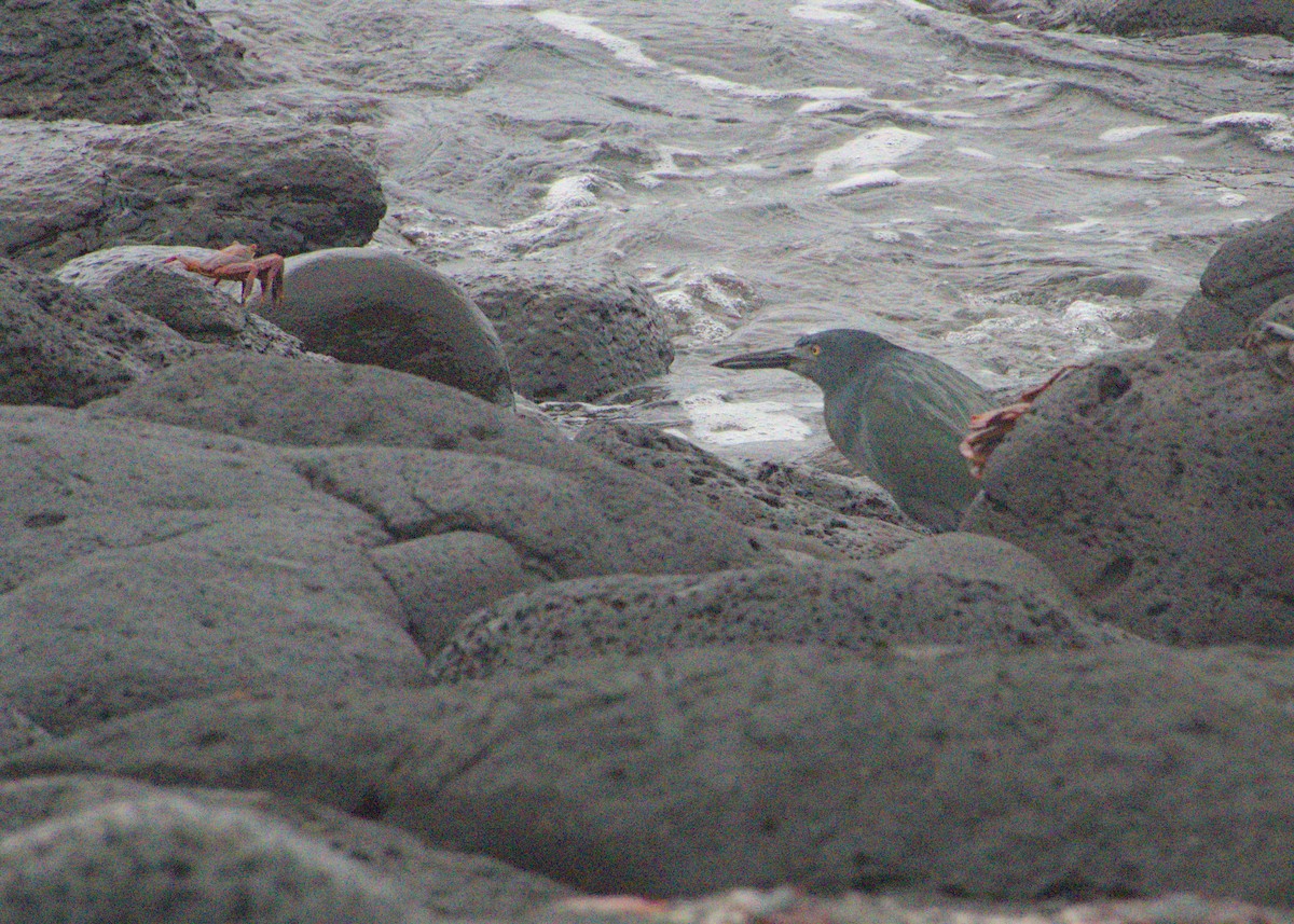 Striated Heron (Galapagos) - ML623651204