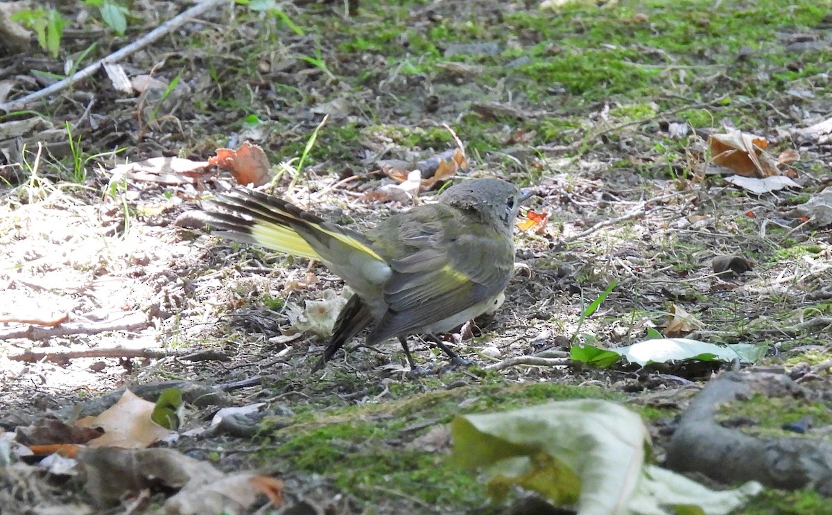 American Redstart - ML623651209