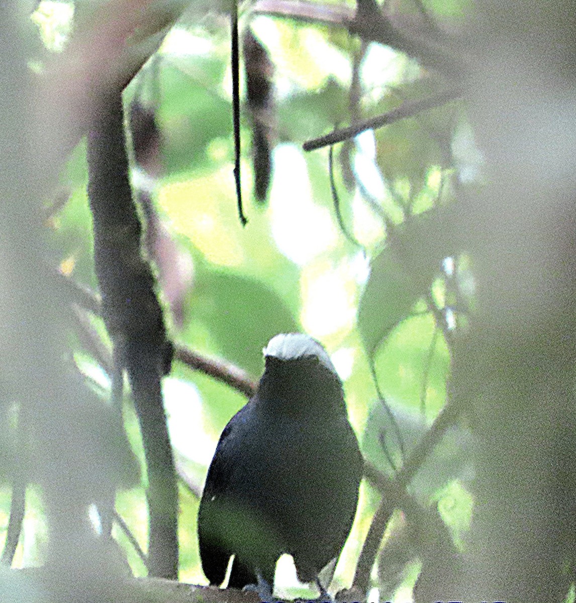 White-browed Antbird - ML623651211