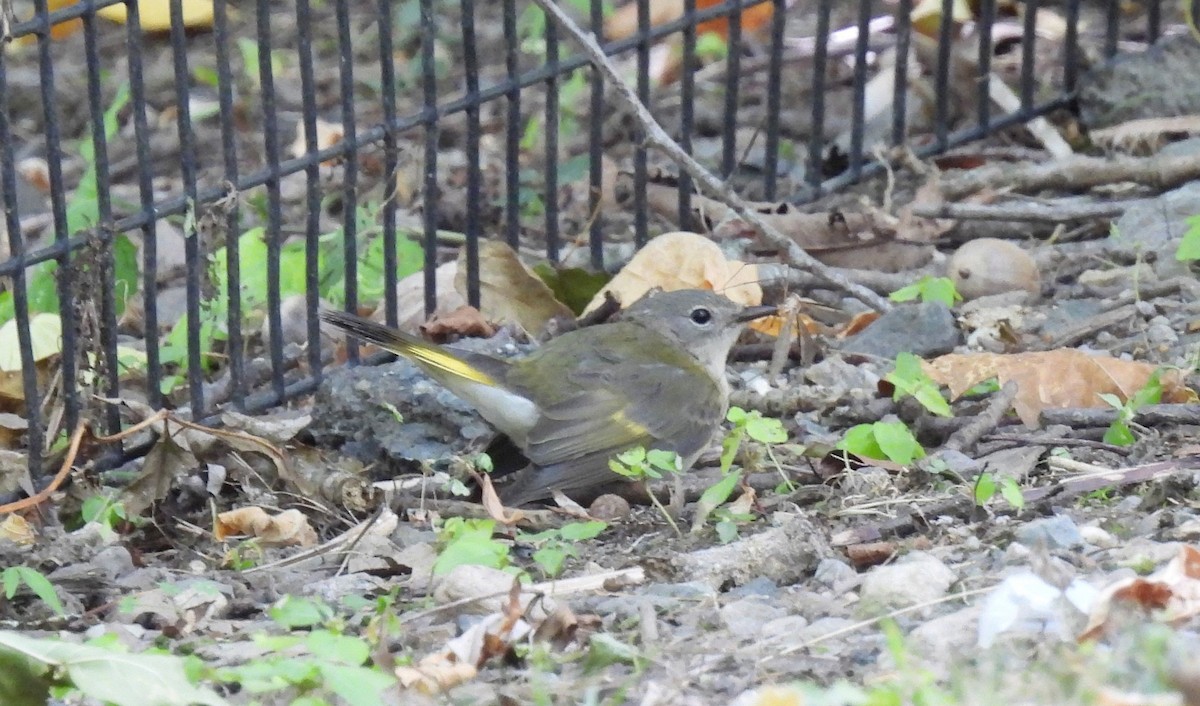 American Redstart - ML623651239