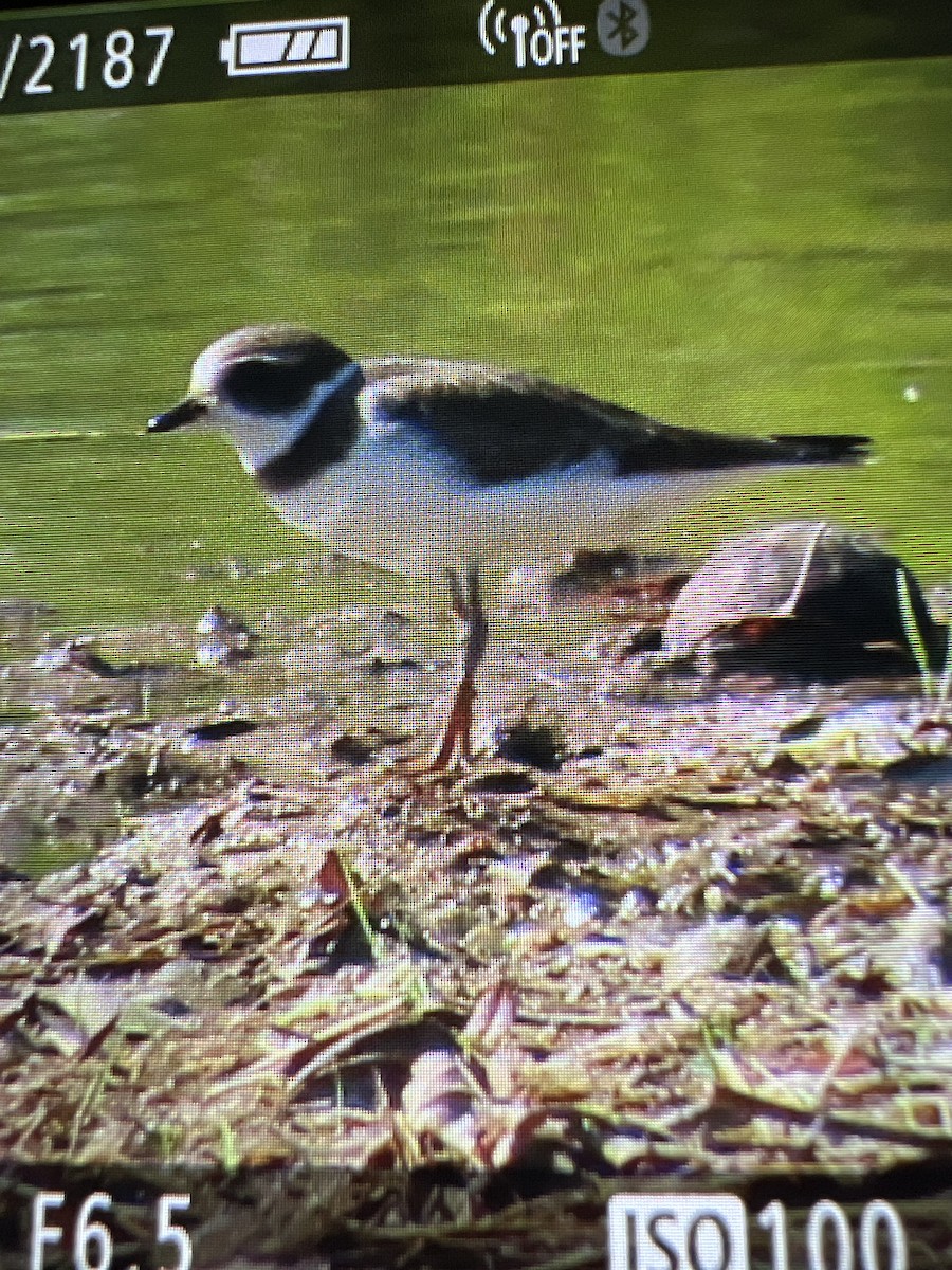 Semipalmated Plover - mary creager