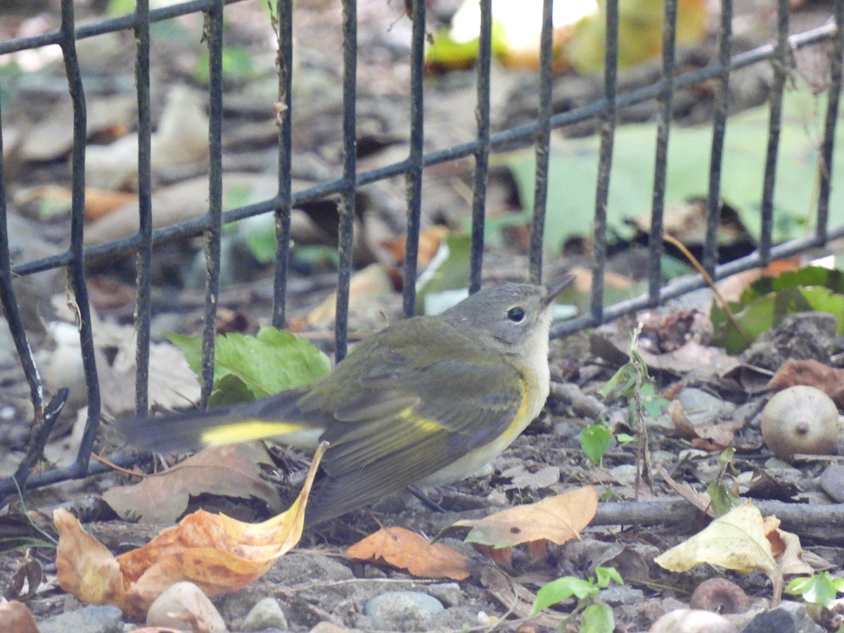 American Redstart - ML623651250