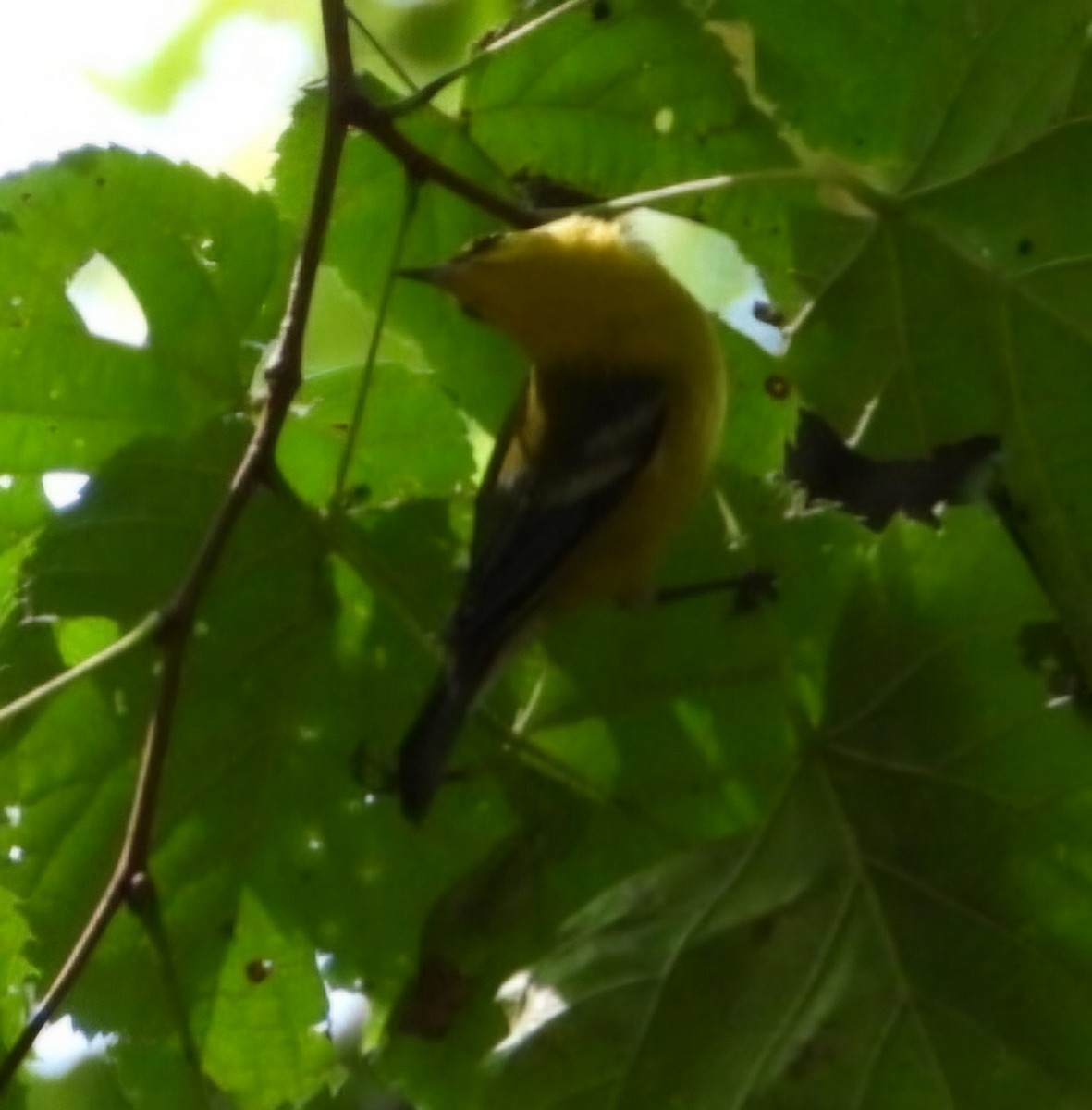 Blue-winged Warbler - ML623651251