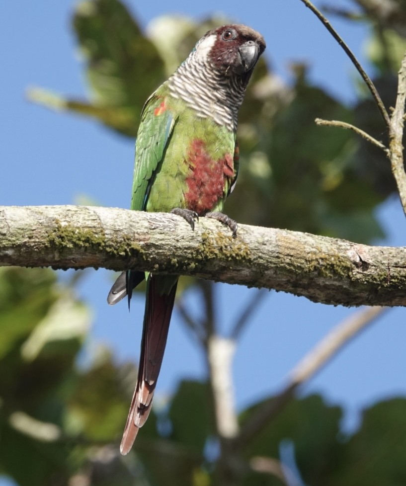 Gray-breasted Parakeet - ML623651270