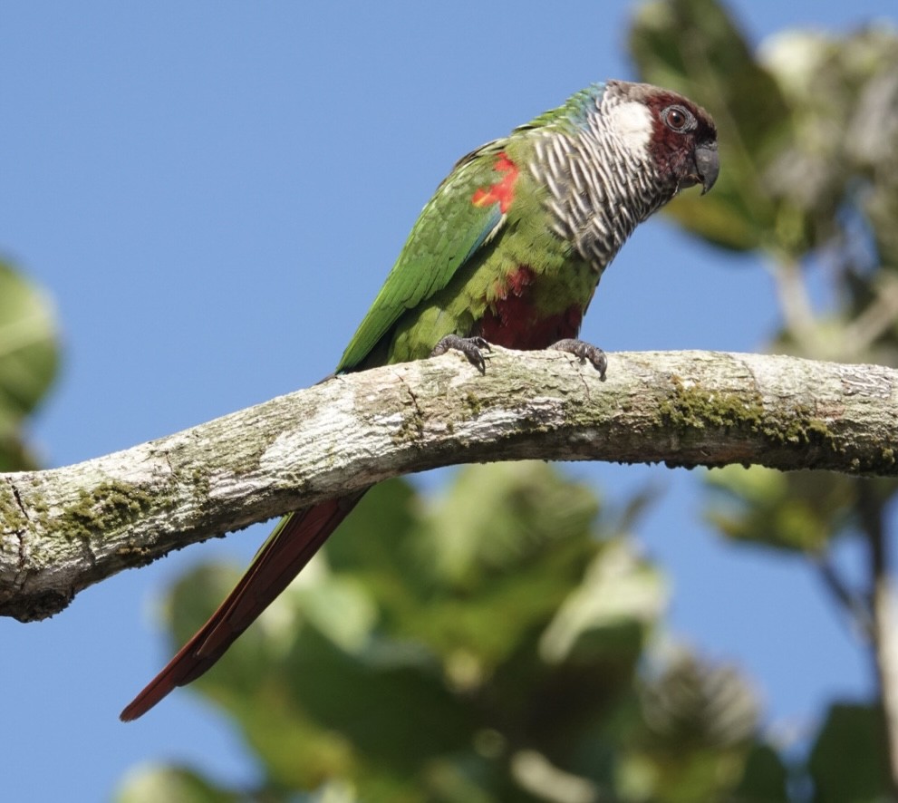 Gray-breasted Parakeet - Howard Laidlaw