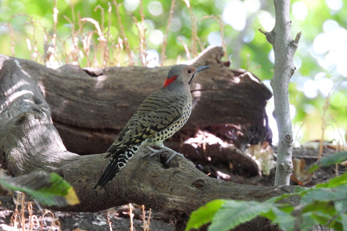 Northern Flicker - ML623651289