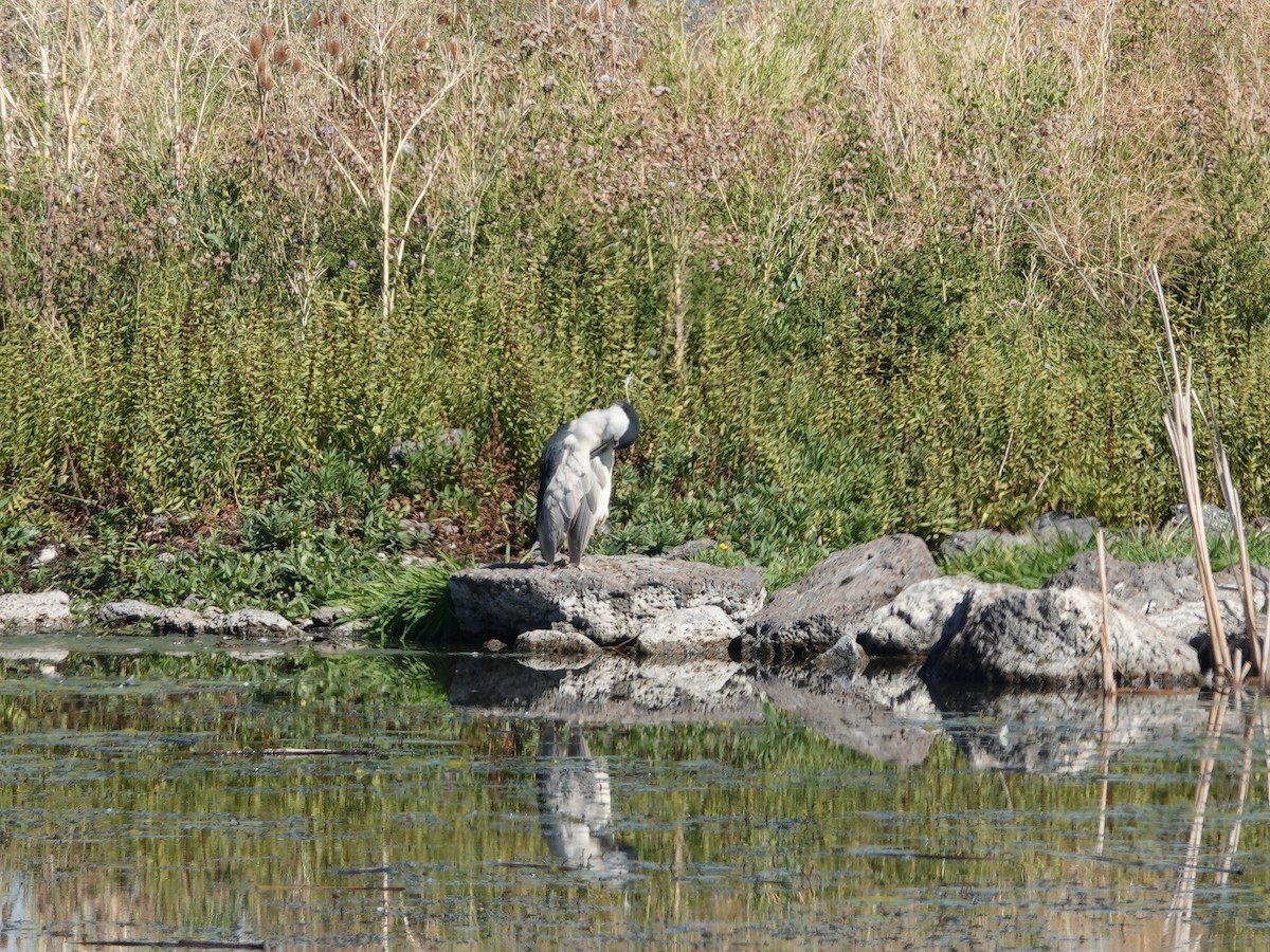 Black-crowned Night Heron - ML623651304