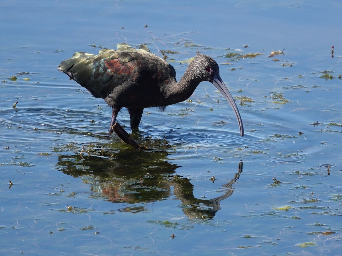 White-faced Ibis - ML623651313