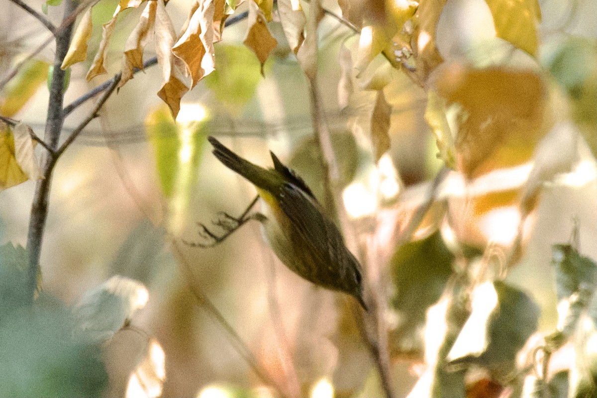 Palm Warbler - ML623651325