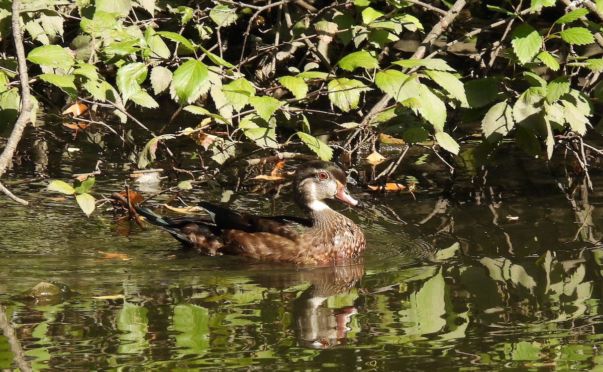 Wood Duck - Cristina Hartshorn