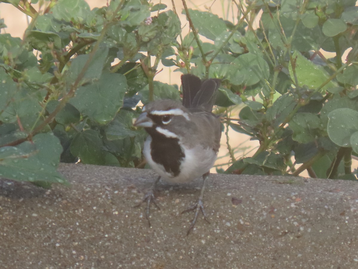 Black-throated Sparrow - ML623651396