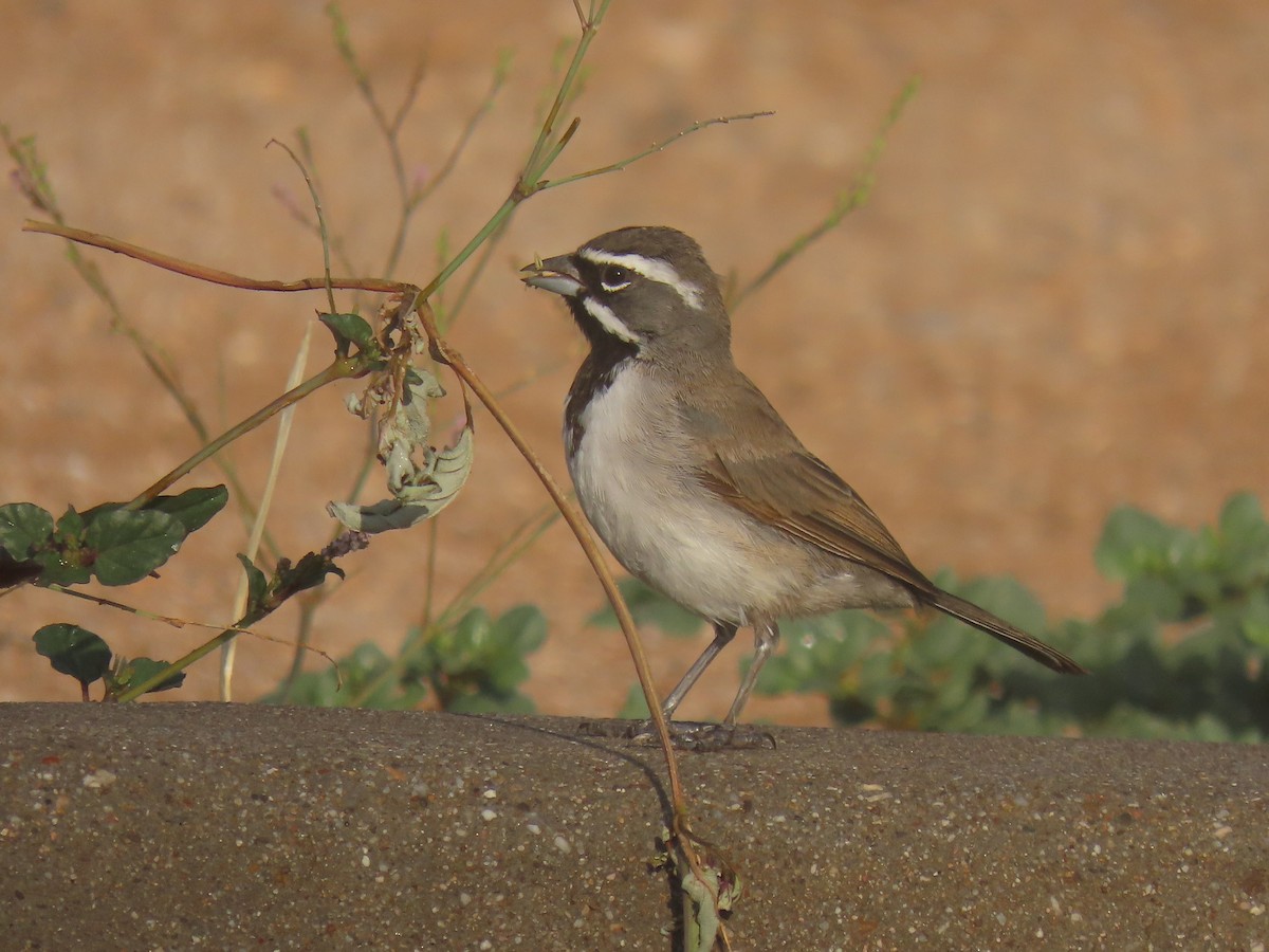 Black-throated Sparrow - ML623651397