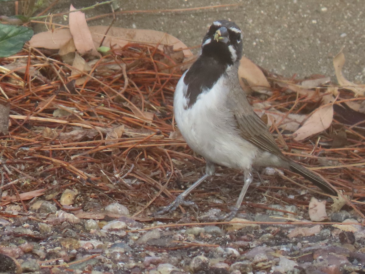 Black-throated Sparrow - ML623651398