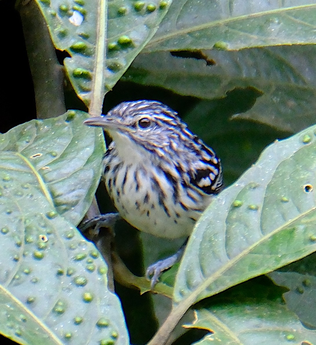 Stripe-chested Antwren - David Zittin