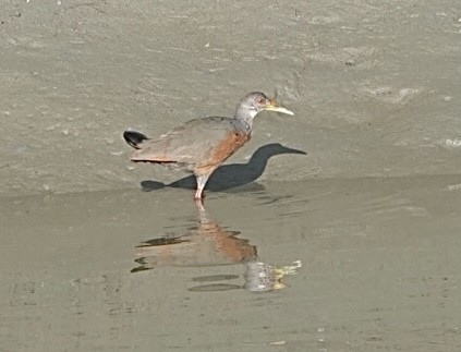 Little Wood-Rail - Howard Laidlaw