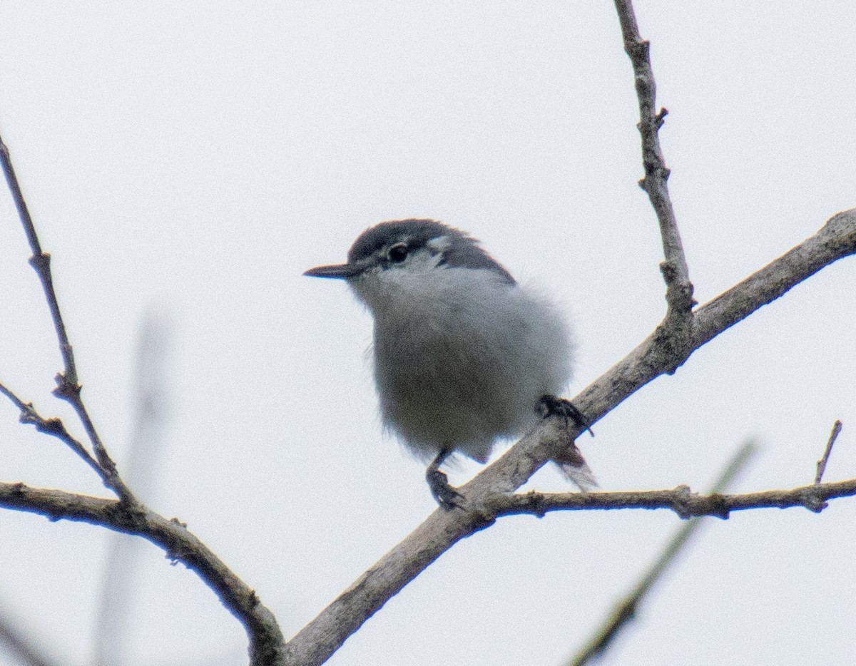 White-lored Gnatcatcher - ML623651511