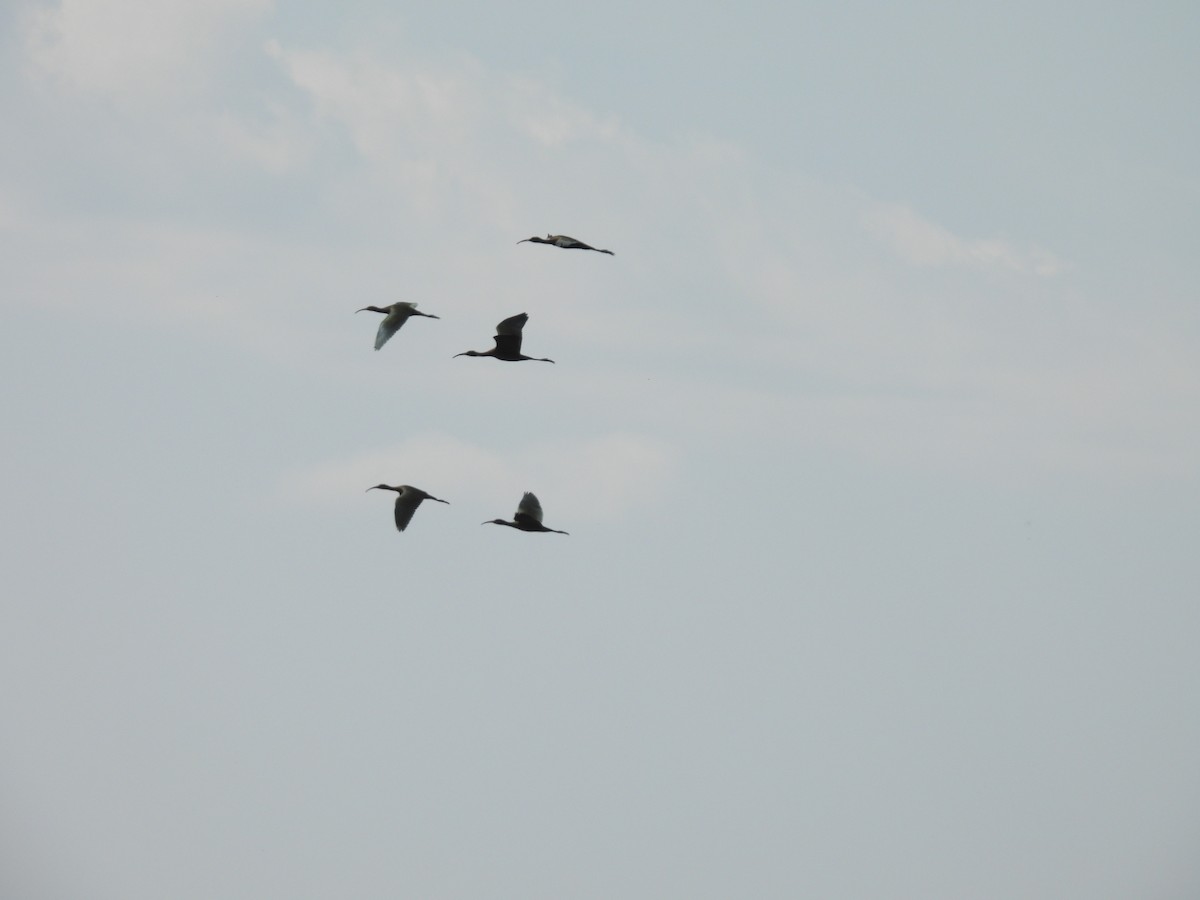 White-faced Ibis - ML623651522