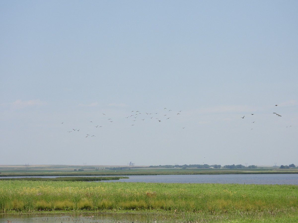 White-faced Ibis - ML623651523