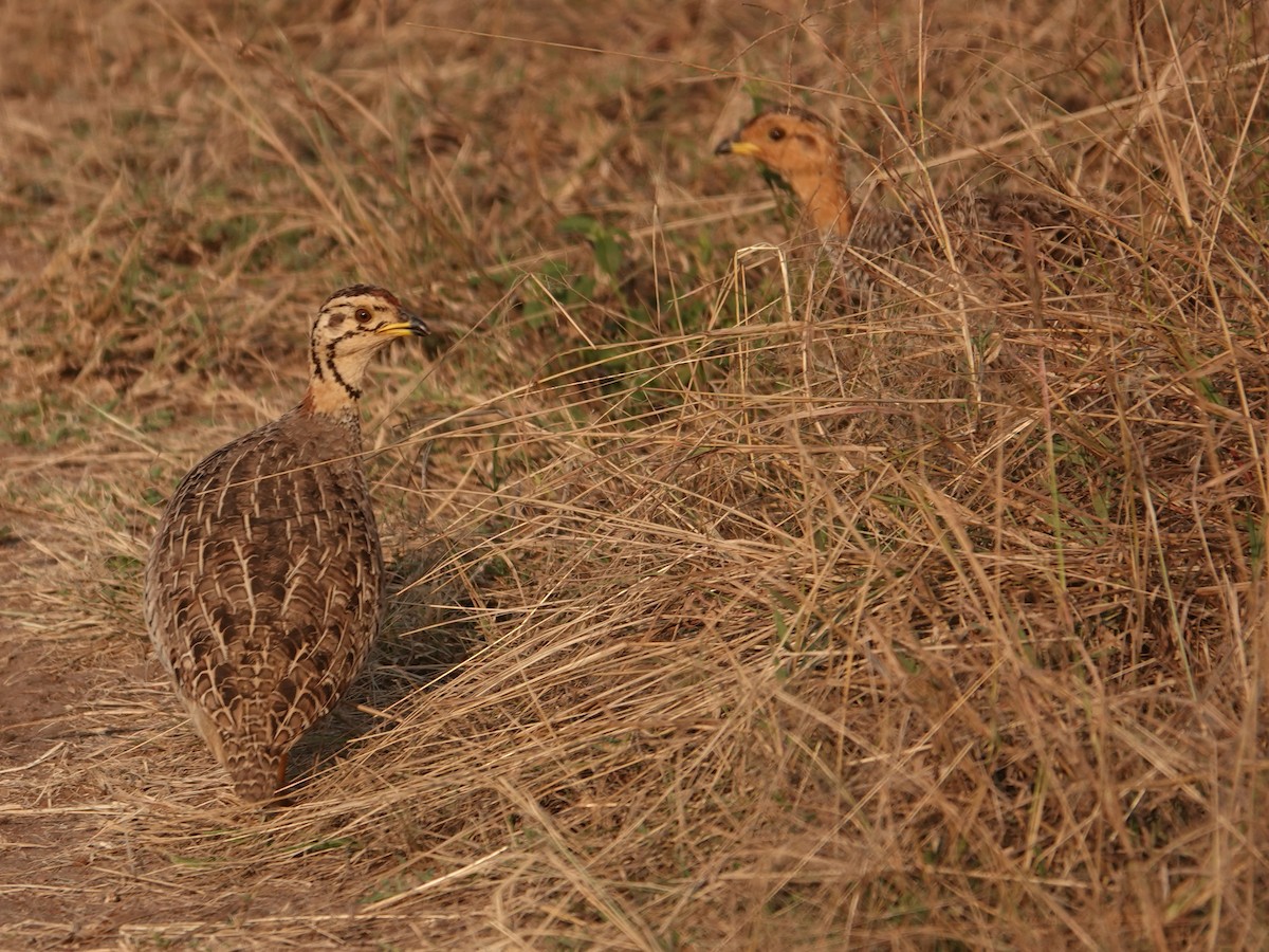 Coqui Francolin - Liz Soria