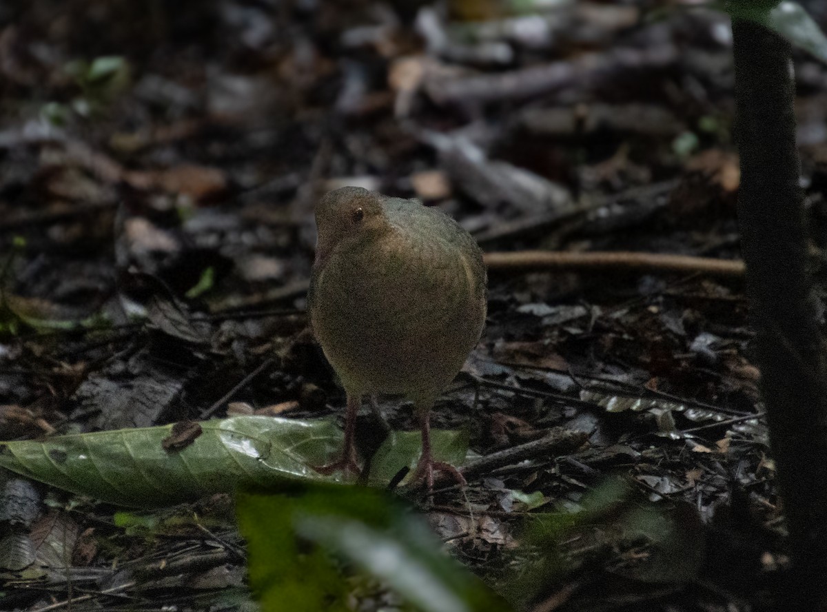 Ruddy Quail-Dove - ML623651534