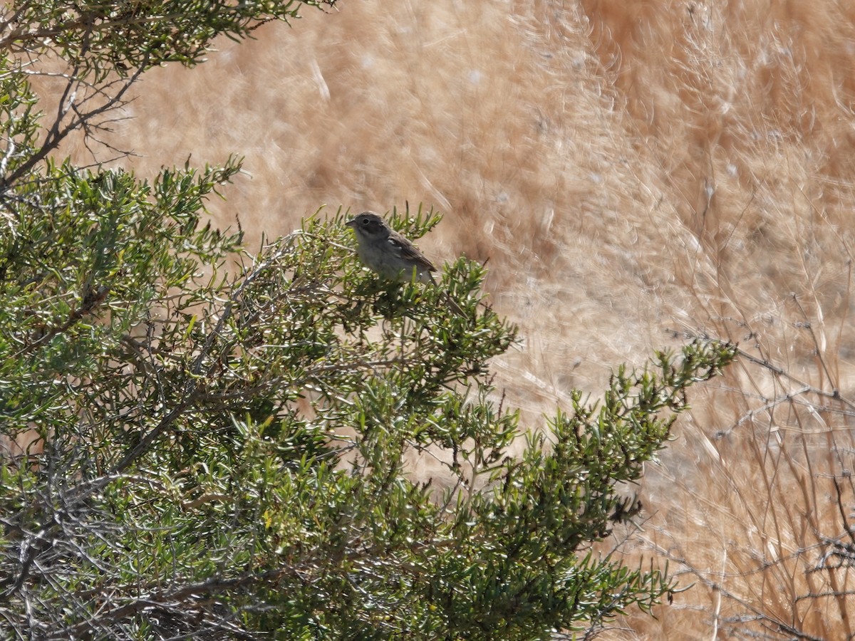 Brewer's Sparrow - ML623651565