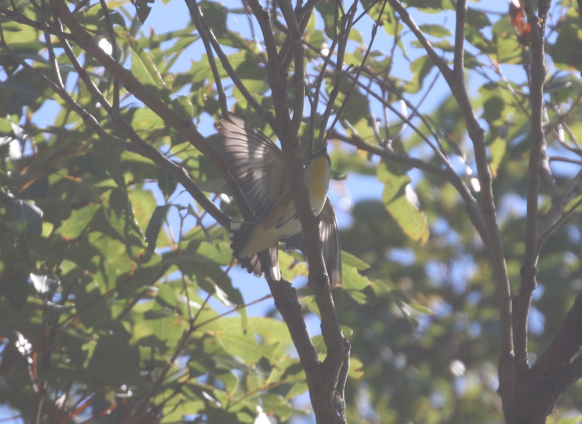 Pardalote à point jaune (groupe melanocephalus) - ML623651602