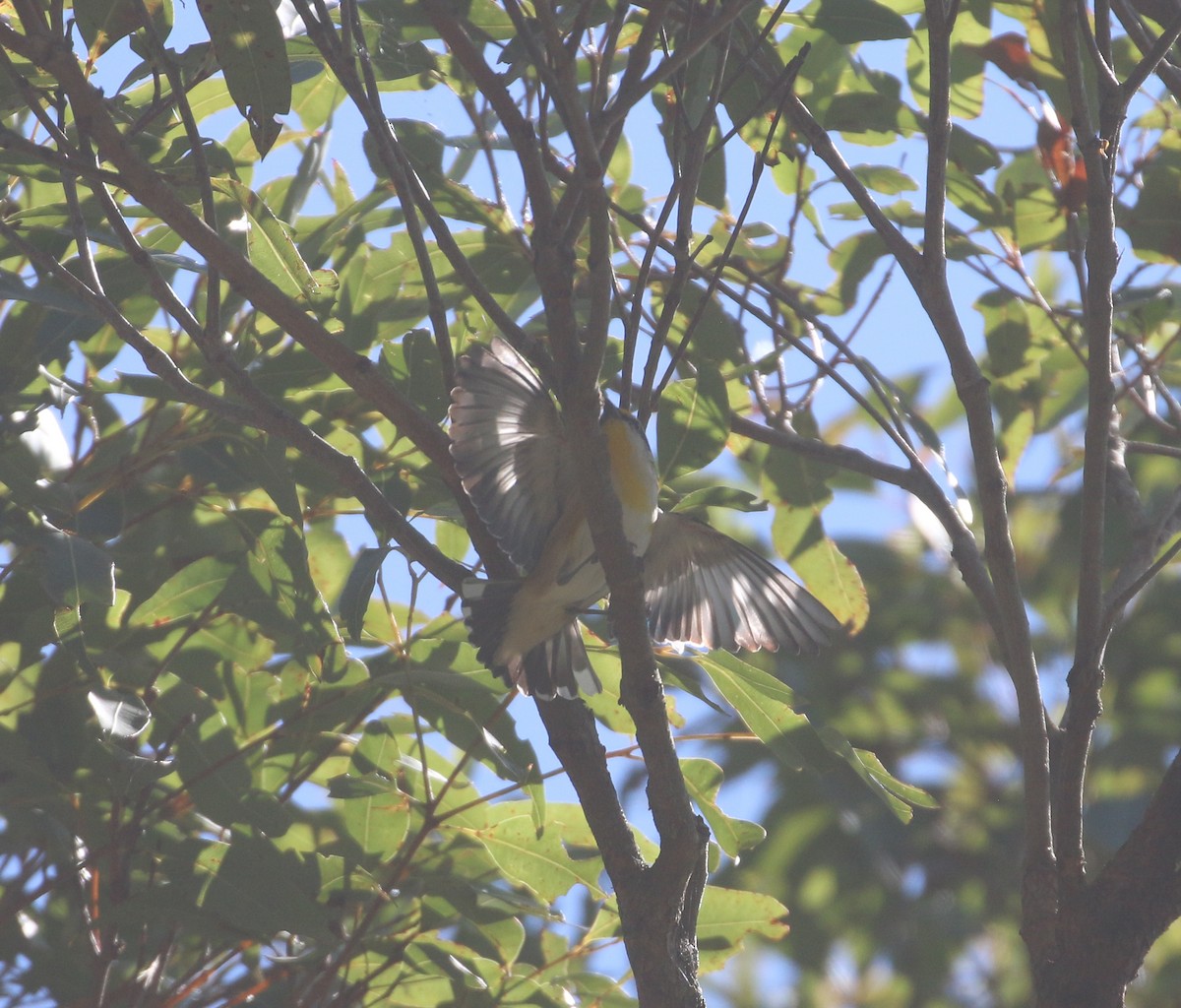 Striated Pardalote (Black-headed) - ML623651603