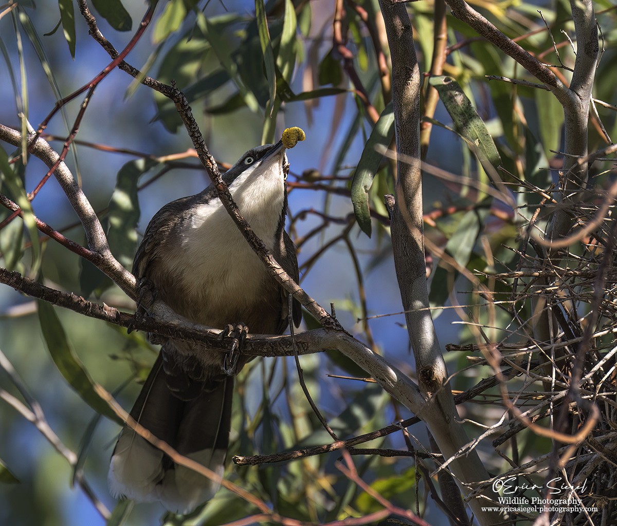 Gray-crowned Babbler - Erica Siegel