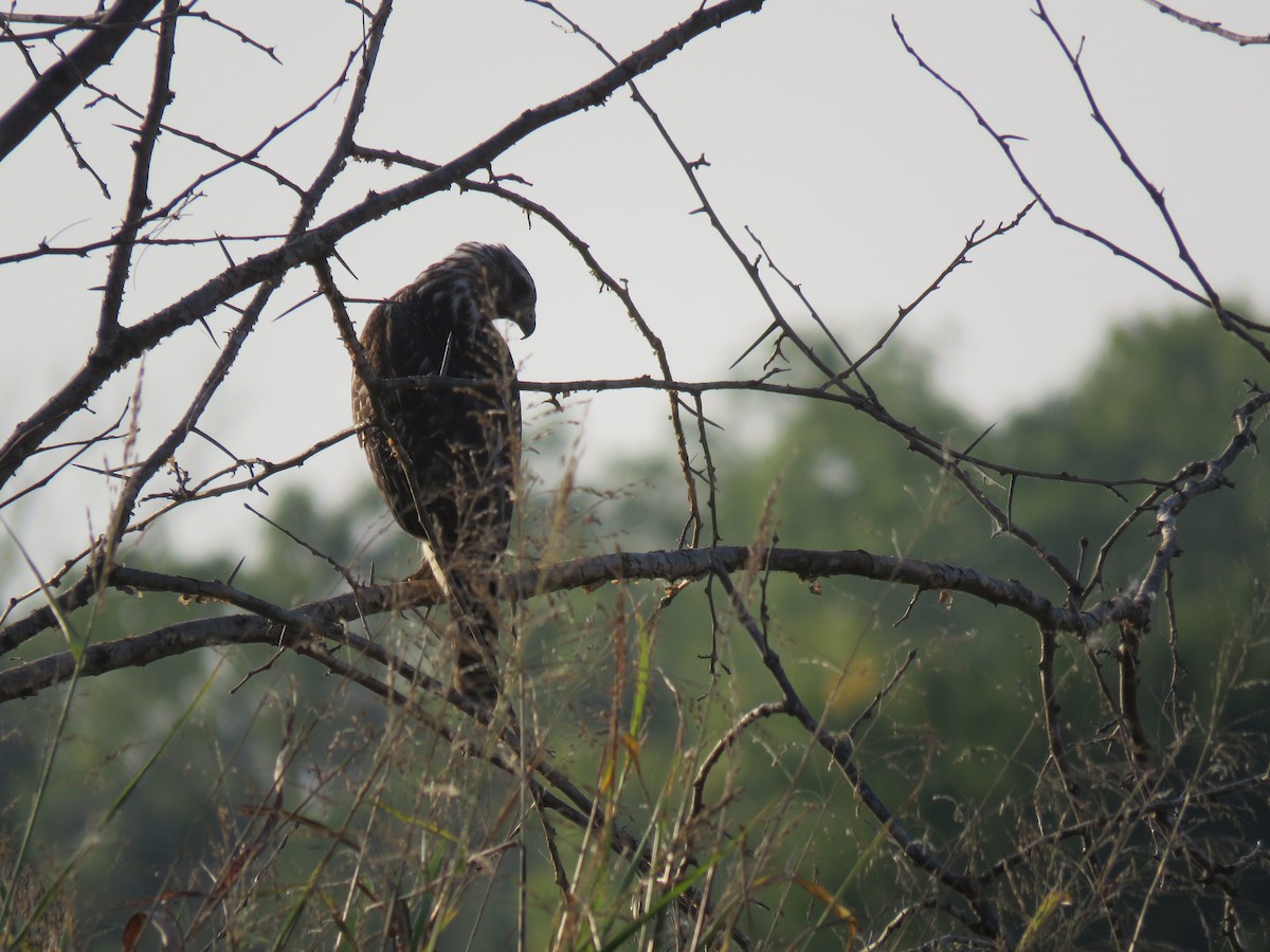 Red-shouldered Hawk - ML623651658