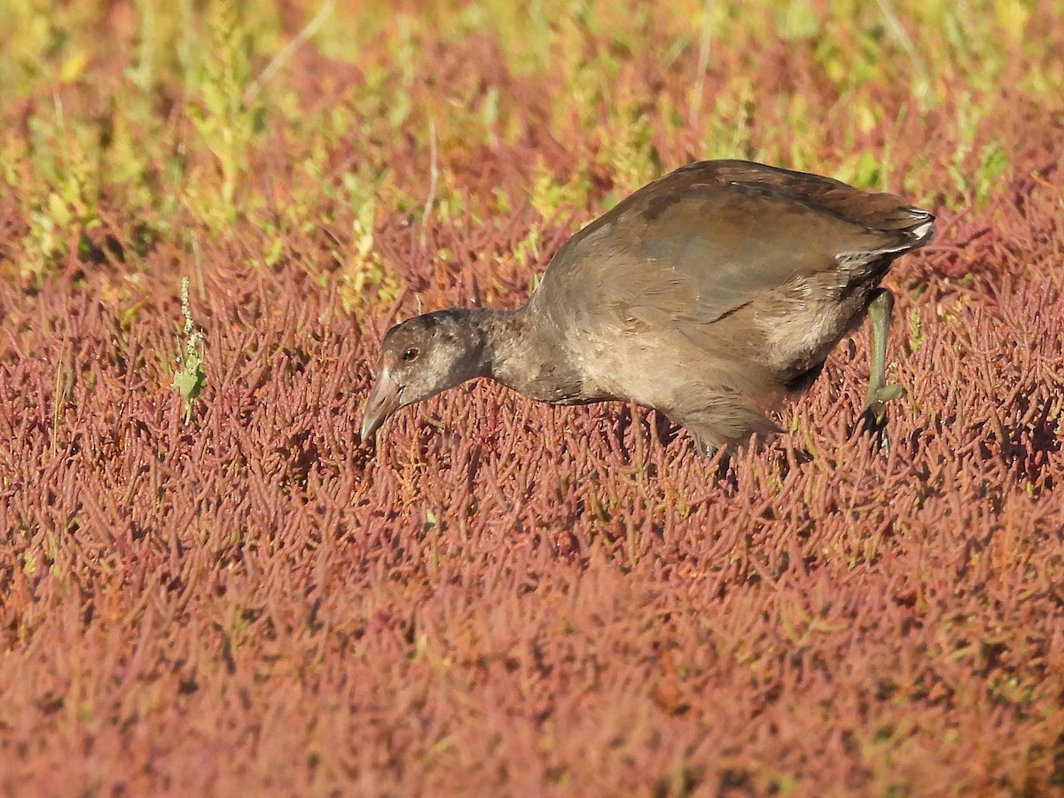 American Coot - ML623651701