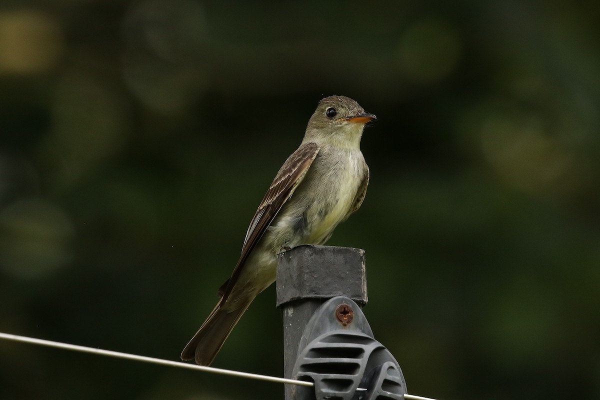 Northern Tropical Pewee - John and Milena Beer