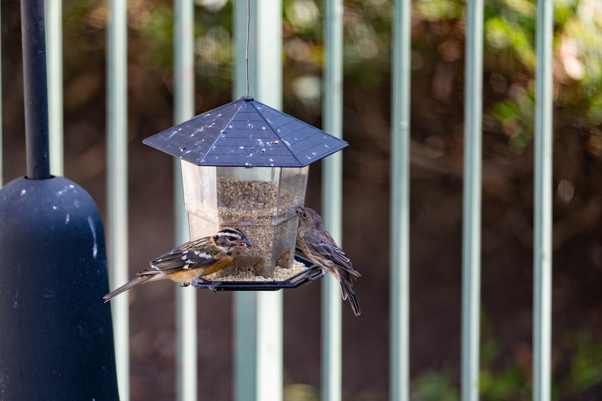 Black-headed Grosbeak - ML623651741