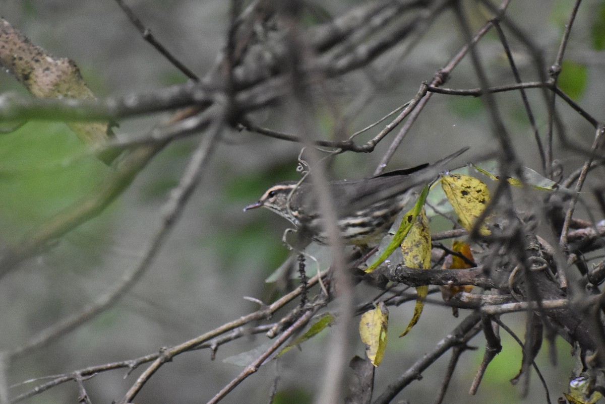 Northern Waterthrush - Claire H