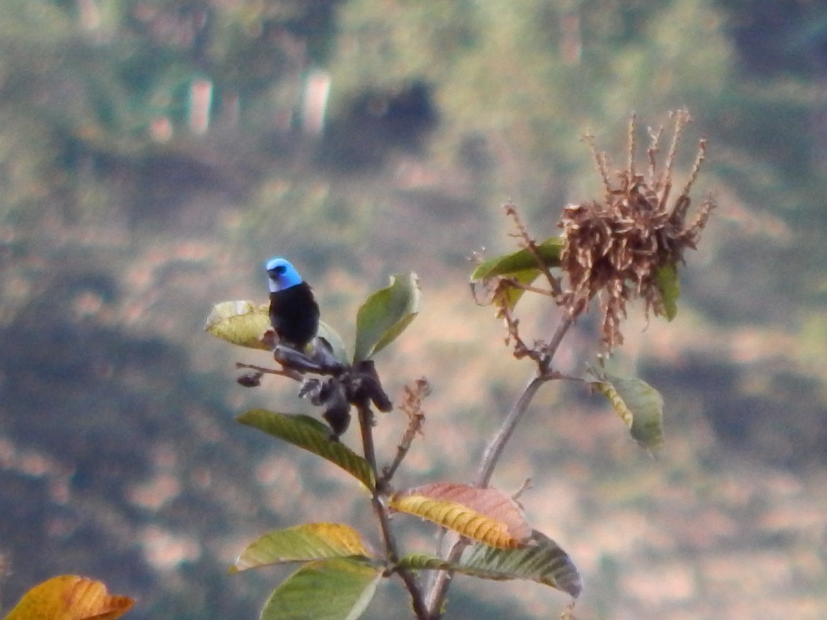 Blue-capped Tanager - ML623651800